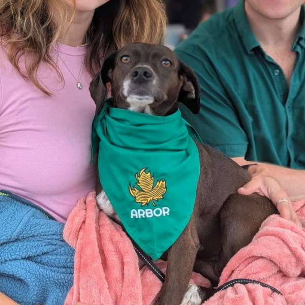 Pet Bandana (Green)